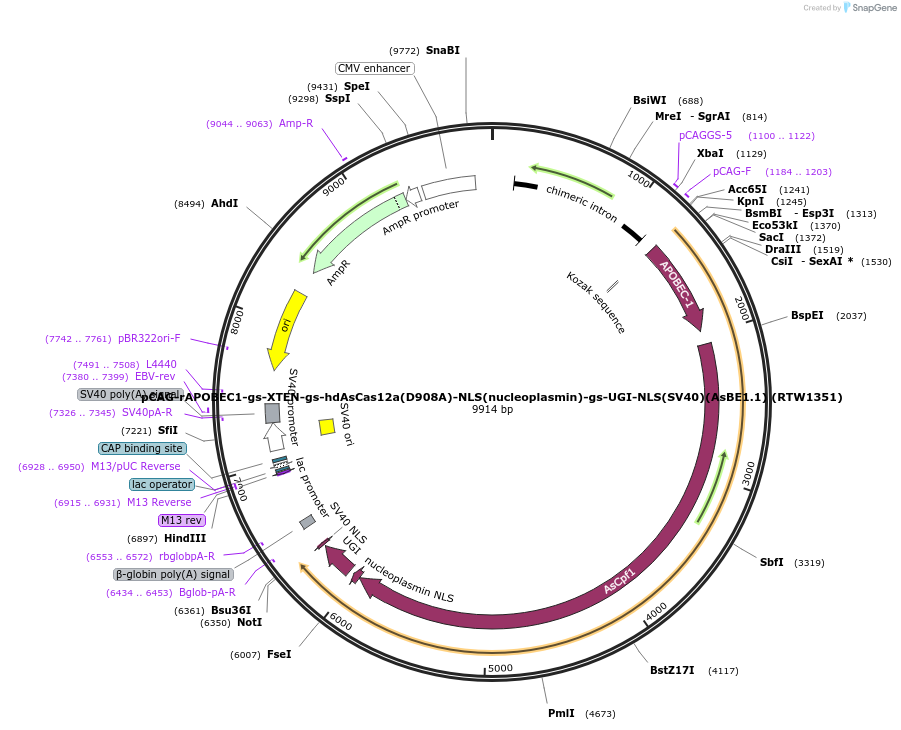 114079-plasmid-map-sequence-id-231032