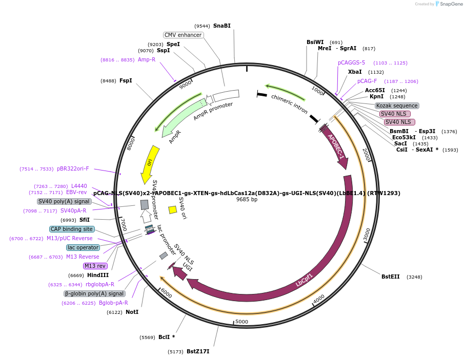 114086-plasmid-map-sequence-id-231034