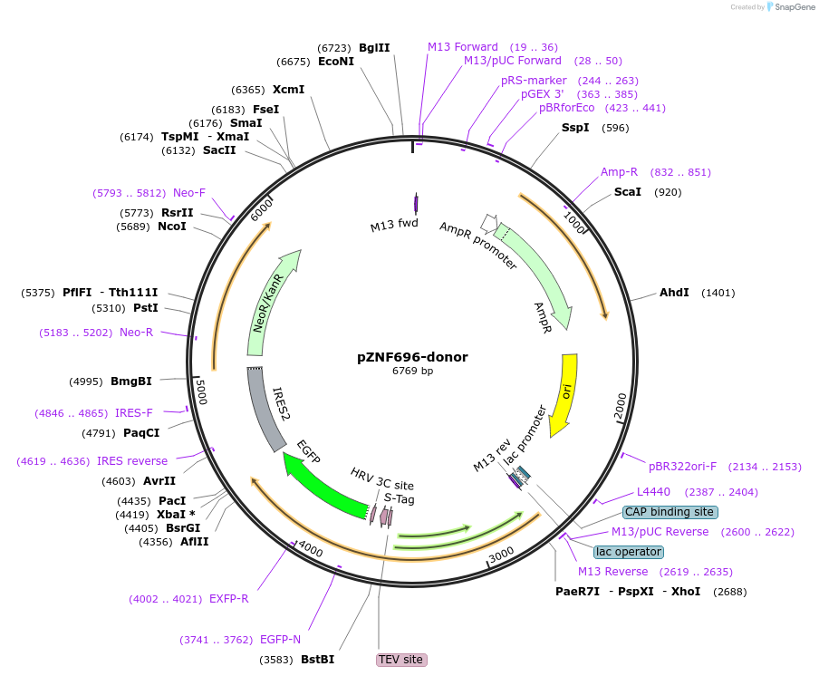 113806-plasmid-map-sequence-id-231036