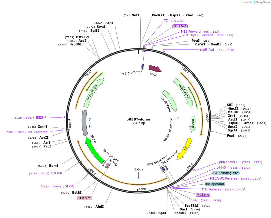 113807-plasmid-map-sequence-id-231037
