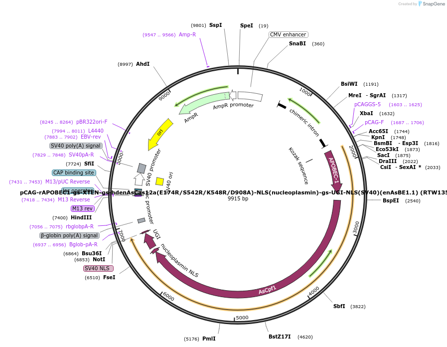 114081-plasmid-map-sequence-id-231038
