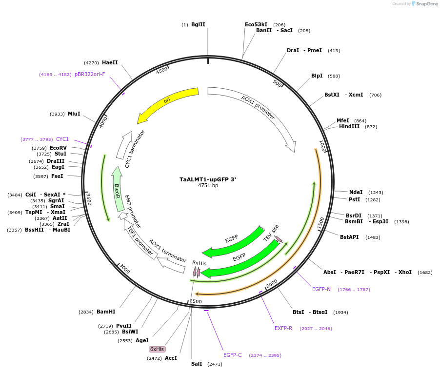 117893-plasmid-map-sequence-id-231039