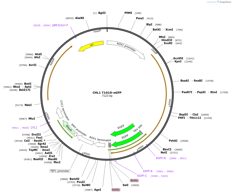 117880-plasmid-map-sequence-id-231040