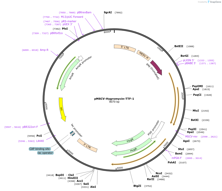 119173-plasmid-map-sequence-id-231041