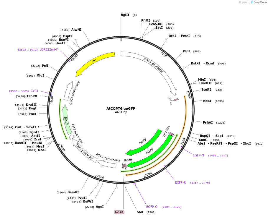 117903-plasmid-map-sequence-id-231062
