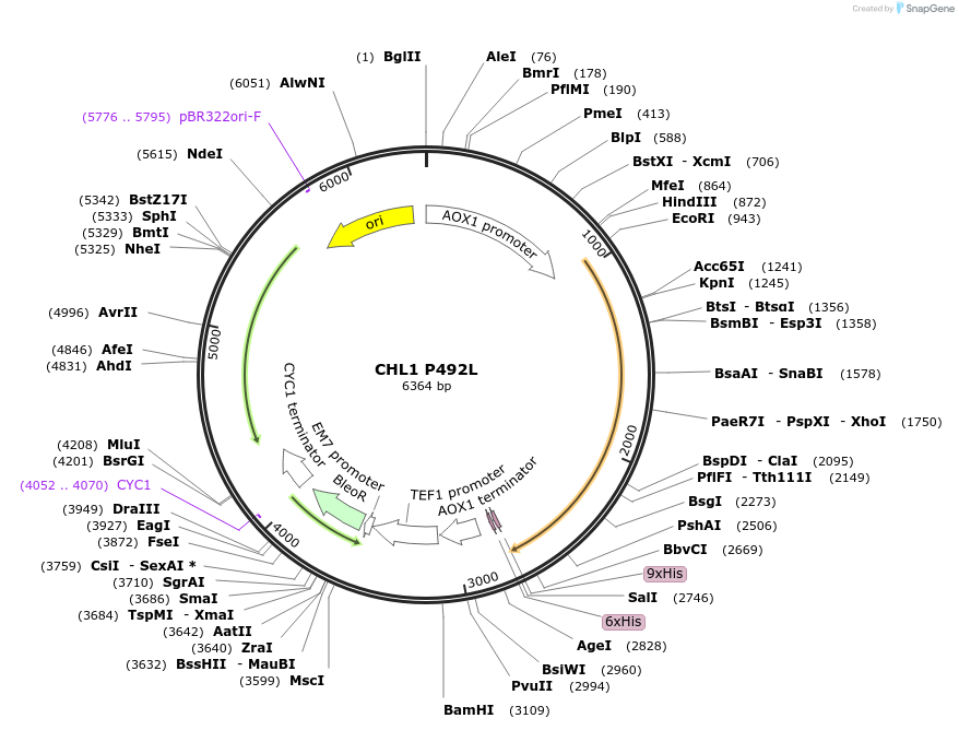 117881-plasmid-map-sequence-id-231063