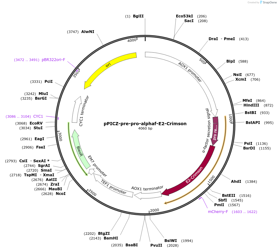 117658-plasmid-map-sequence-id-231065