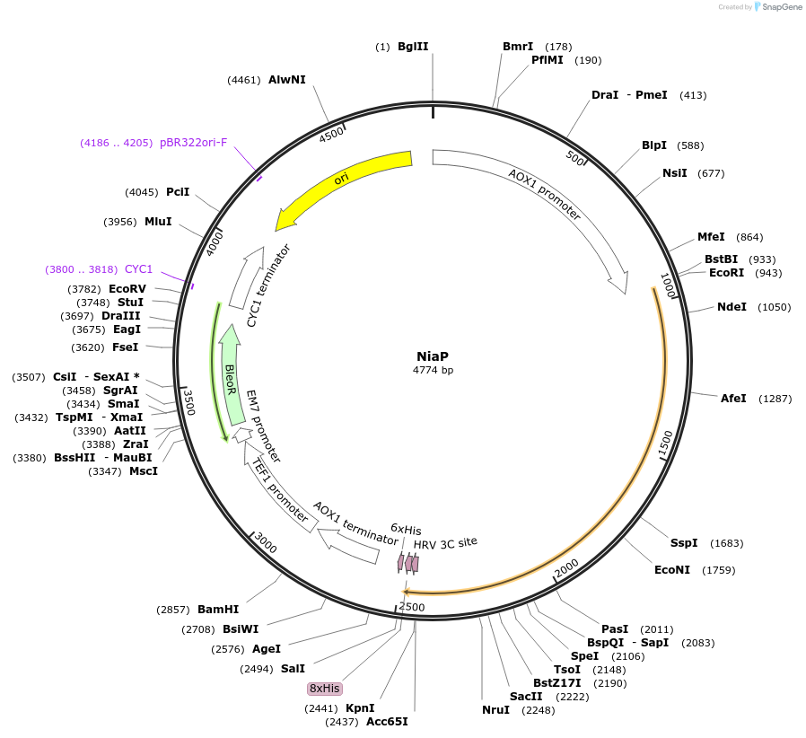 117874-plasmid-map-sequence-id-231086