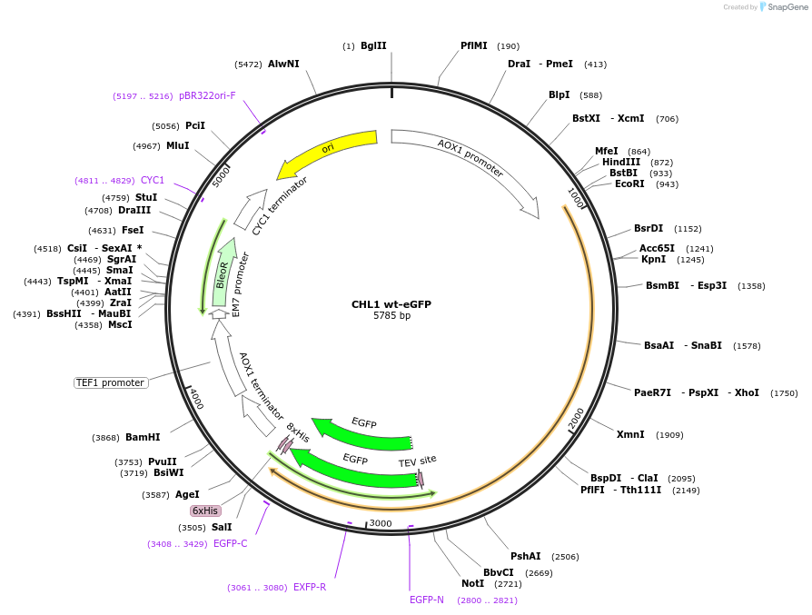 117876-plasmid-map-sequence-id-231096