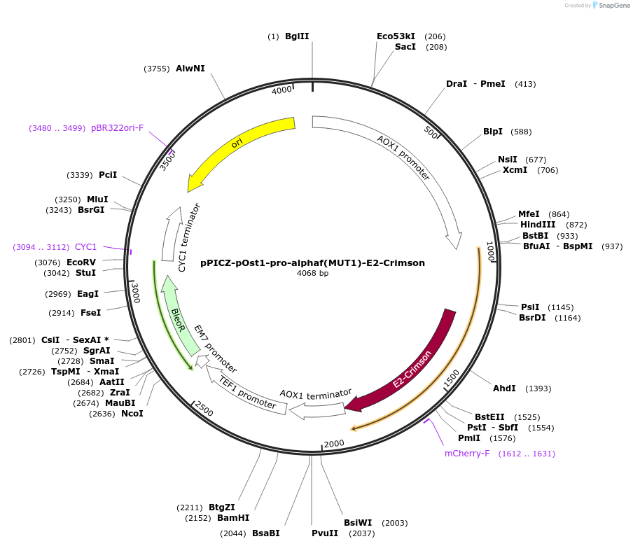 117662-plasmid-map-sequence-id-231101