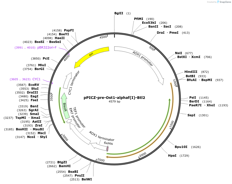 117667-plasmid-map-sequence-id-231108
