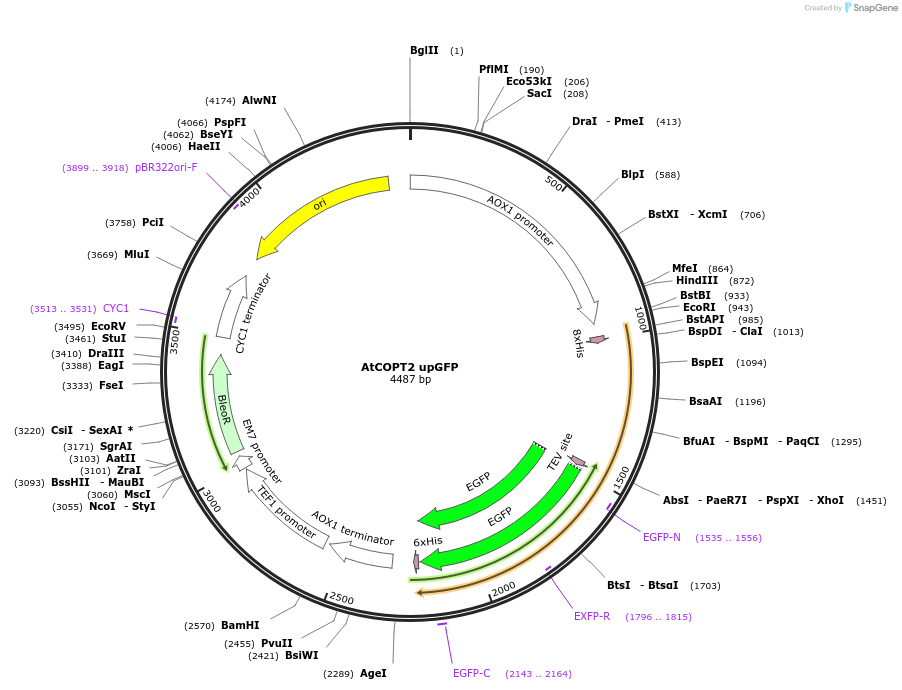 117901-plasmid-map-sequence-id-231110