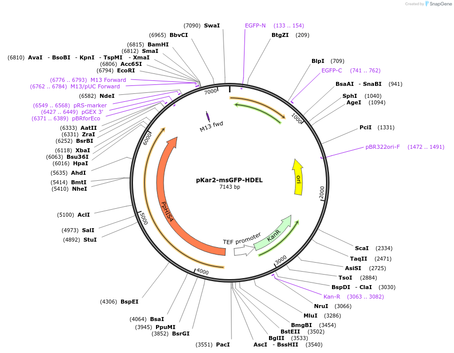 117668-plasmid-map-sequence-id-231132