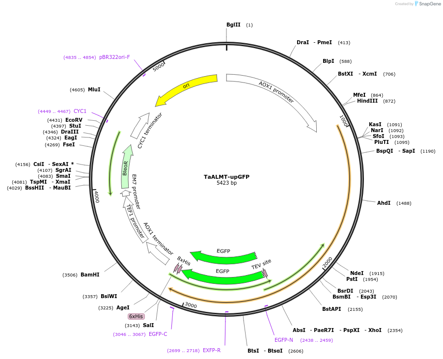 117871-plasmid-map-sequence-id-231138