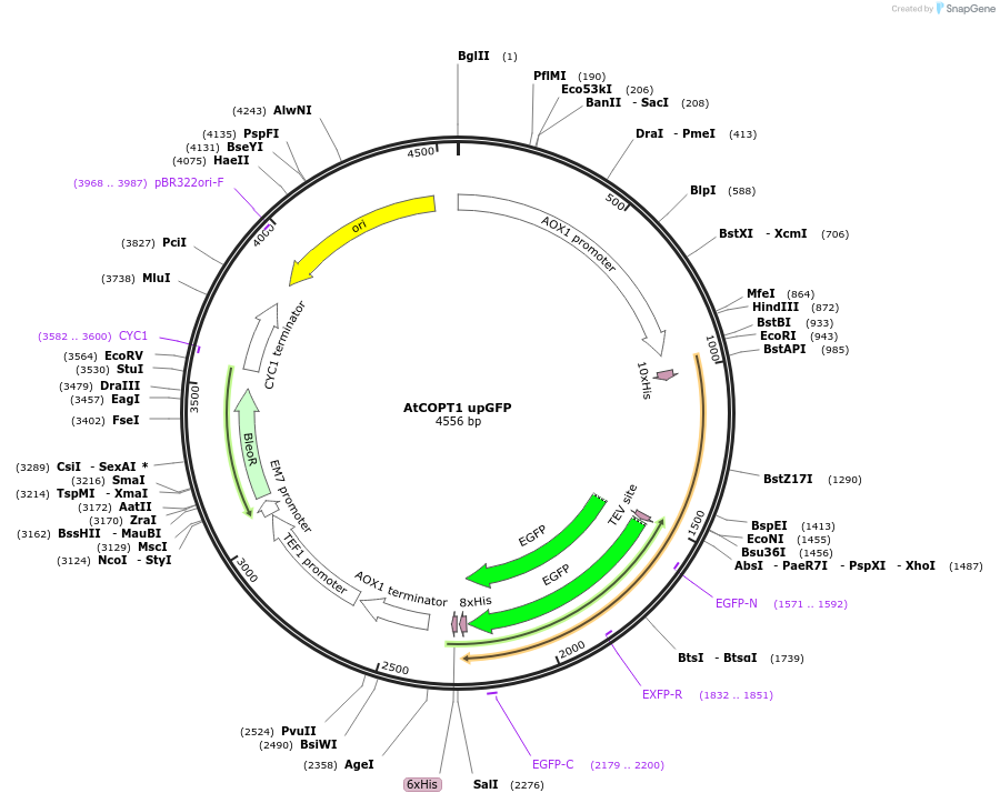 117899-plasmid-map-sequence-id-231144