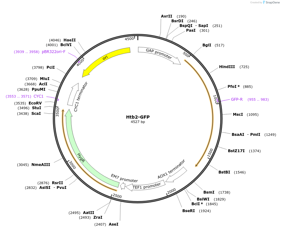 117669-plasmid-map-sequence-id-231147