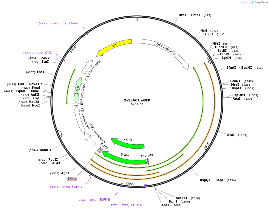 117905-plasmid-map-sequence-id-231159