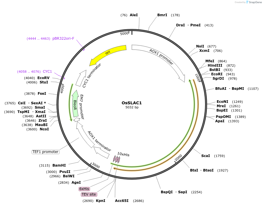 117904-plasmid-map-sequence-id-231163