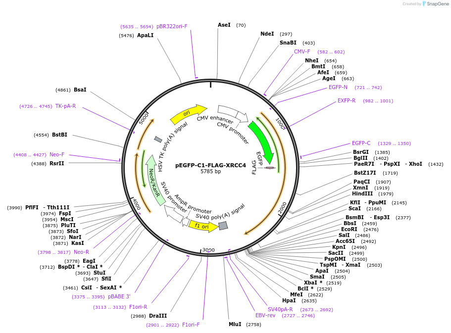 46959-plasmid-map-sequence-id-231166
