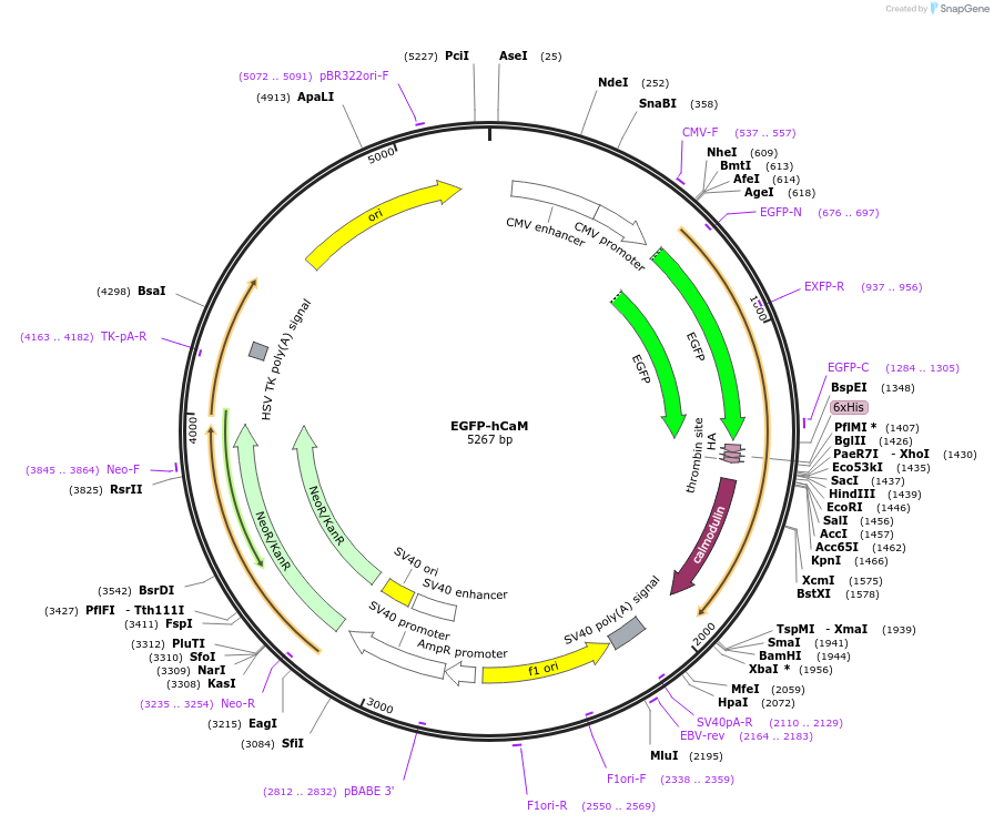 47602-plasmid-map-sequence-id-231168