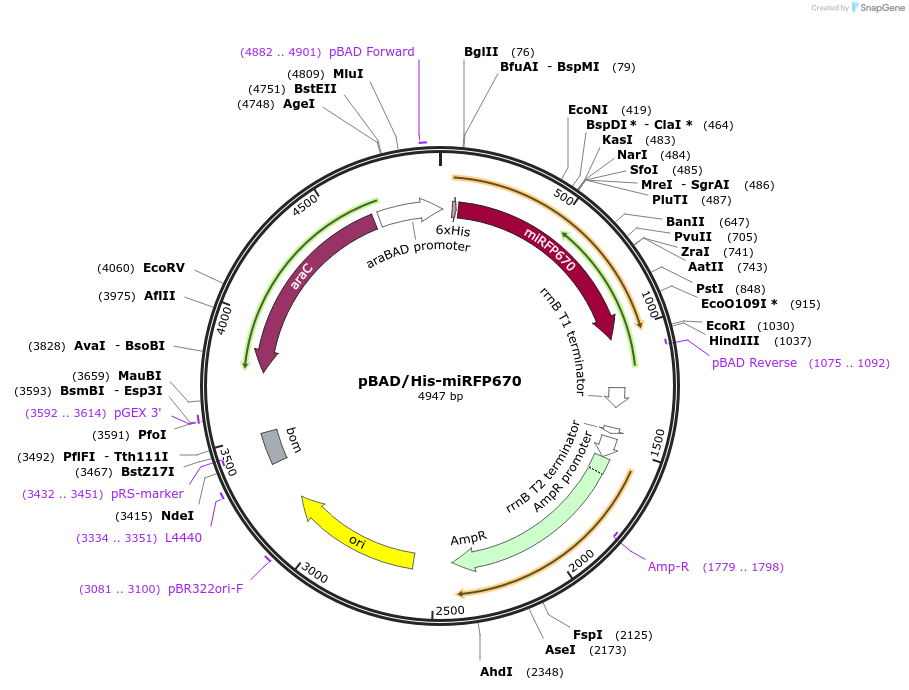 79984-plasmid-map-sequence-id-231169