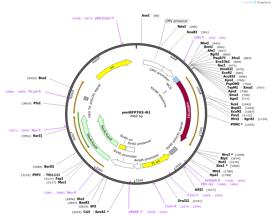 79988-plasmid-map-sequence-id-231170