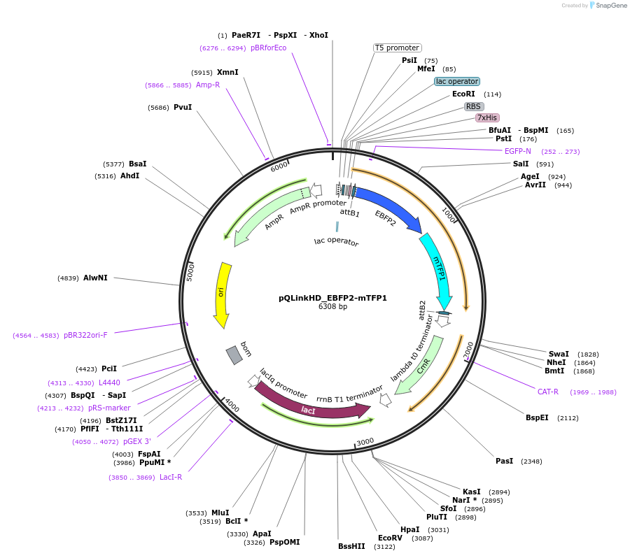 118855-plasmid-map-sequence-id-231175