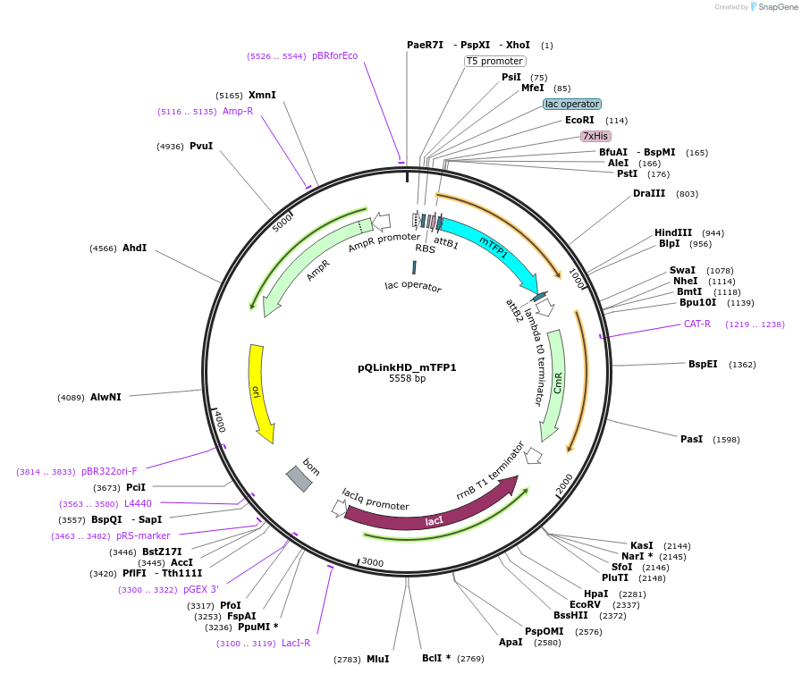 118858-plasmid-map-sequence-id-231182