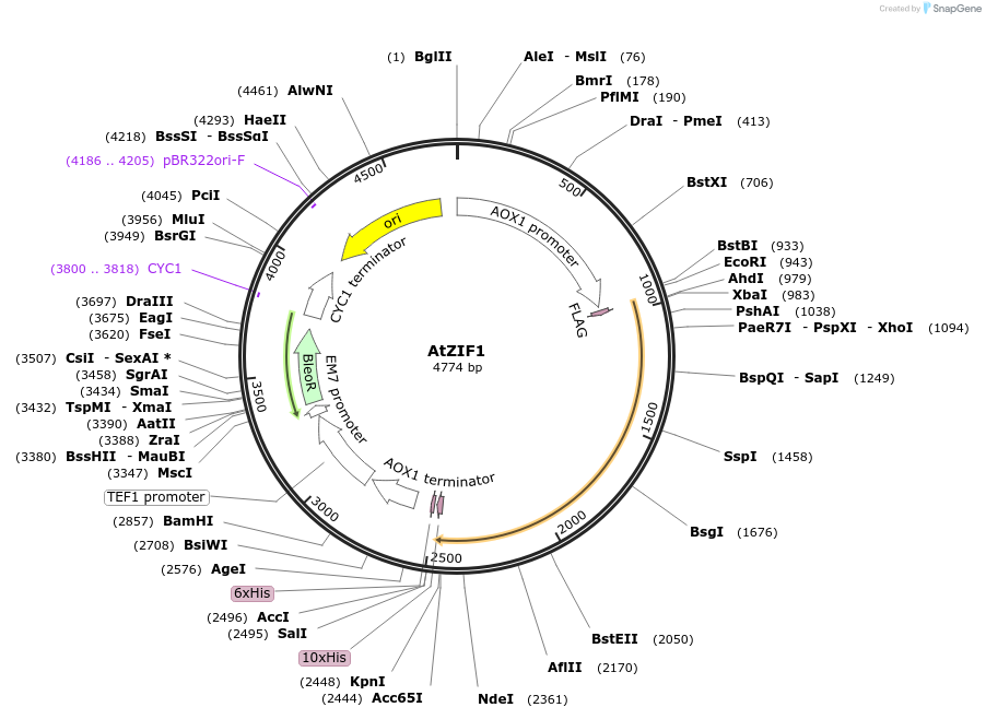 117885-plasmid-map-sequence-id-231190
