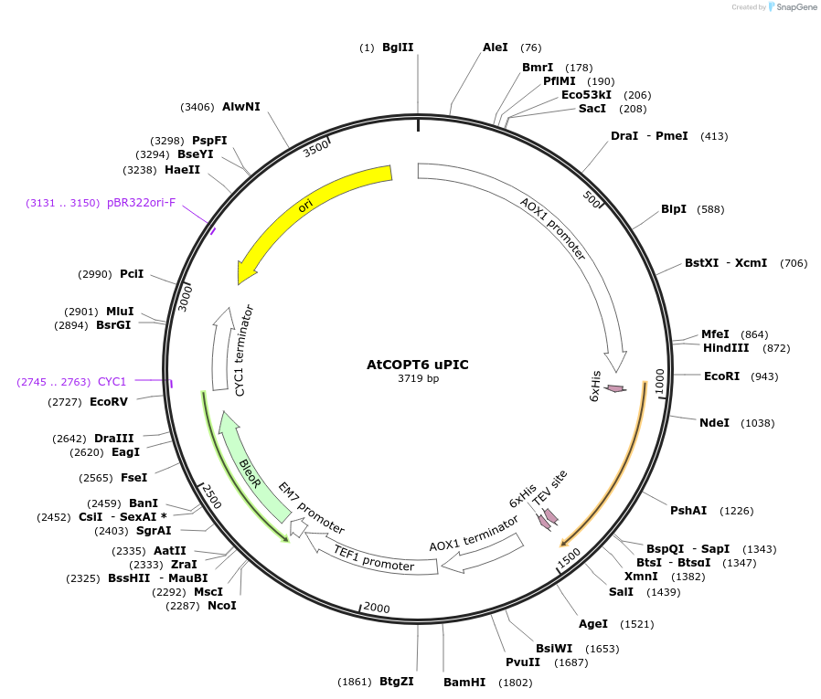 117902-plasmid-map-sequence-id-231192