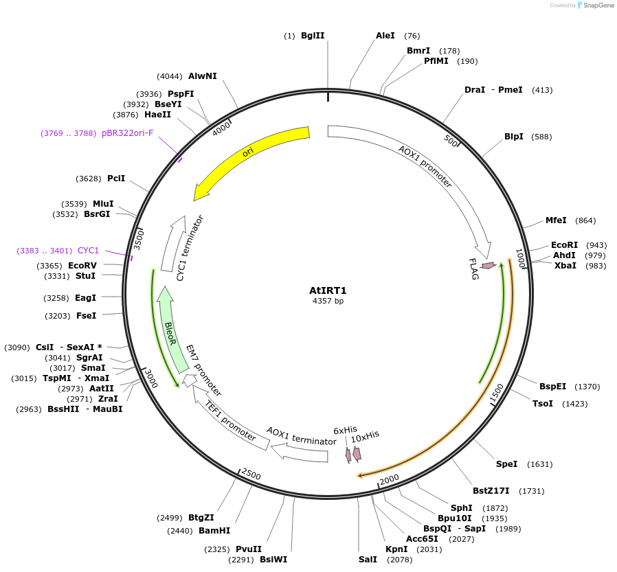 117884-plasmid-map-sequence-id-231194