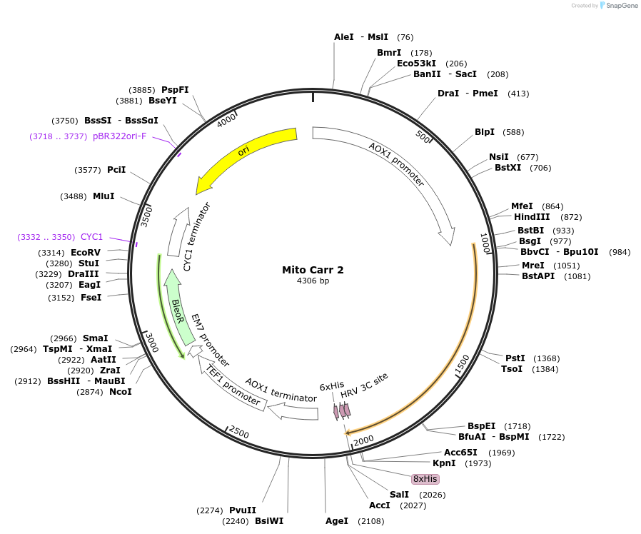 117873-plasmid-map-sequence-id-231197
