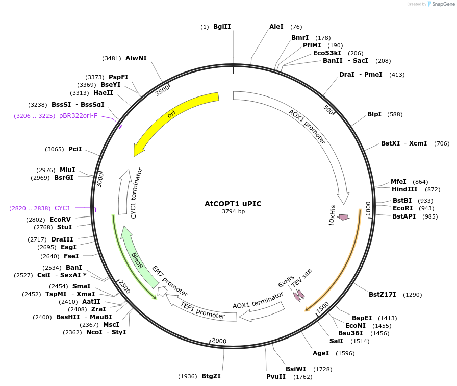 117898-plasmid-map-sequence-id-231199