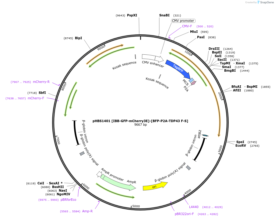 118808-plasmid-map-sequence-id-231200