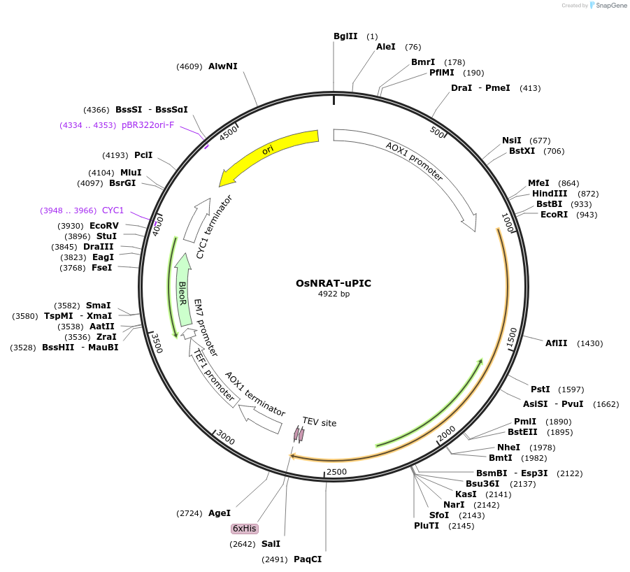 117866-plasmid-map-sequence-id-231203
