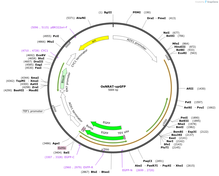 117867-plasmid-map-sequence-id-231208