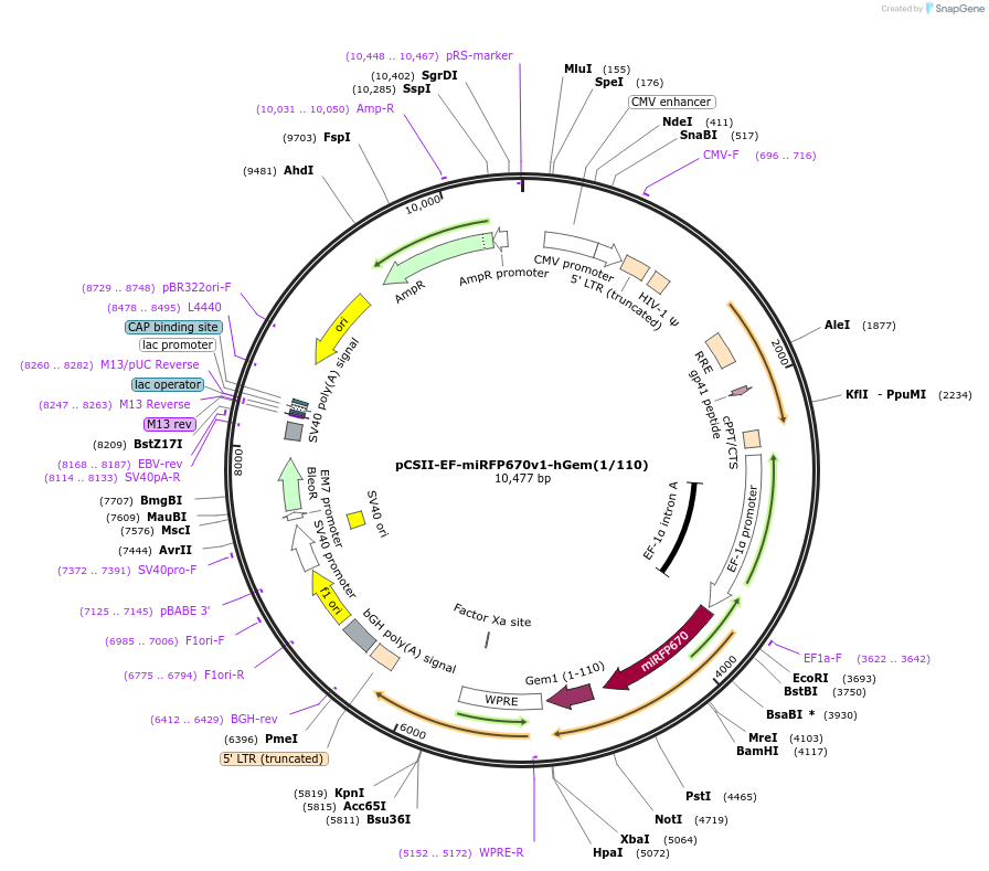 80006-plasmid-map-sequence-id-231213