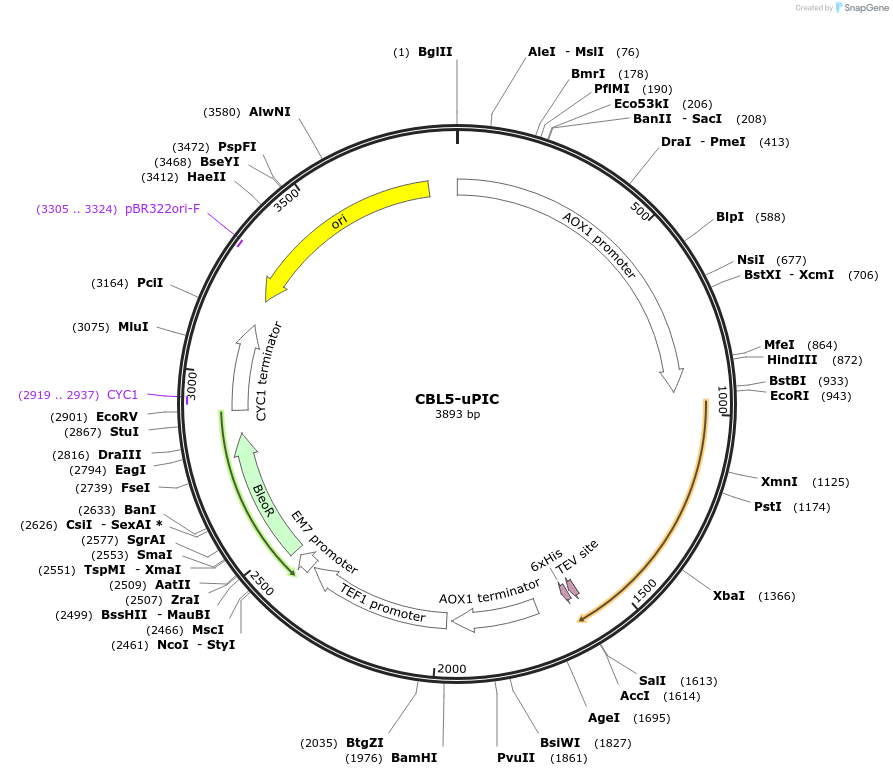117868-plasmid-map-sequence-id-231223