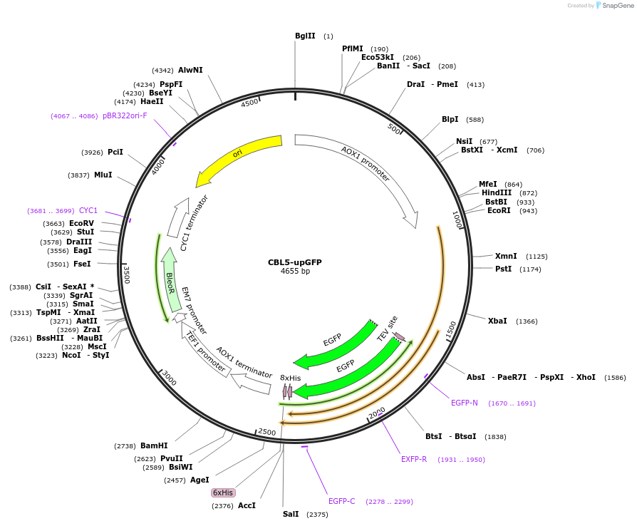 117869-plasmid-map-sequence-id-231229