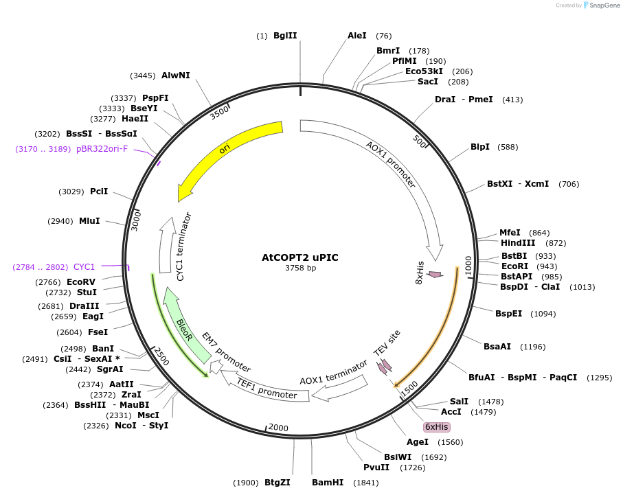 117900-plasmid-map-sequence-id-231287