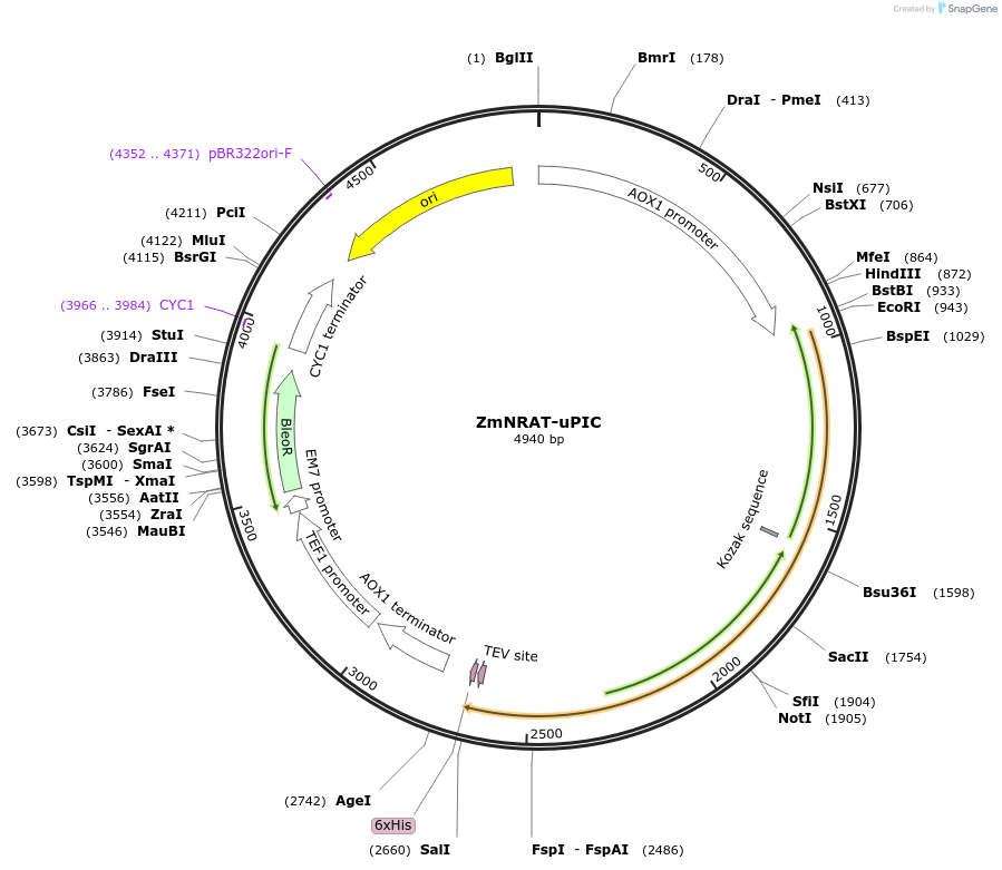117864-plasmid-map-sequence-id-231290