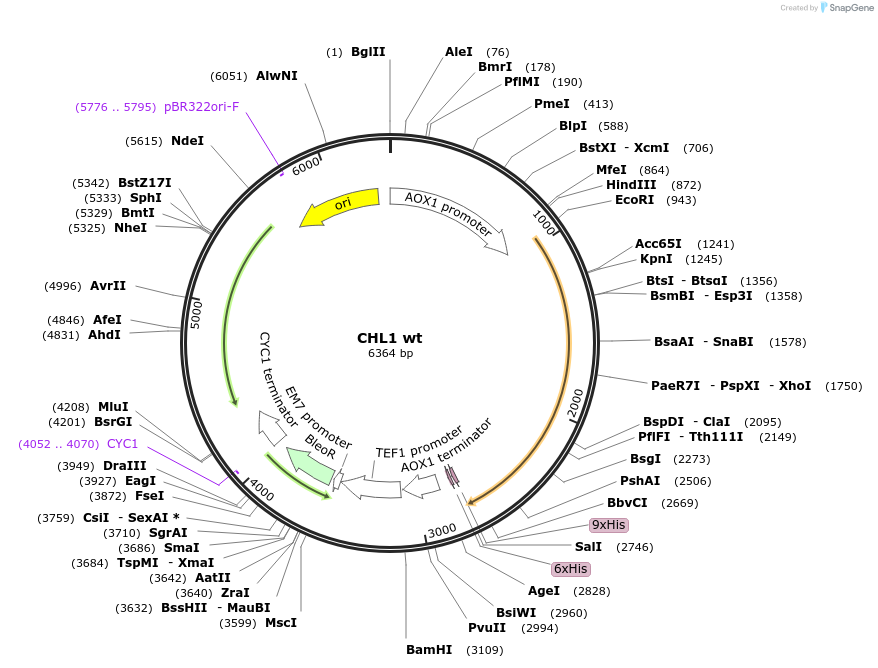 117875-plasmid-map-sequence-id-231297