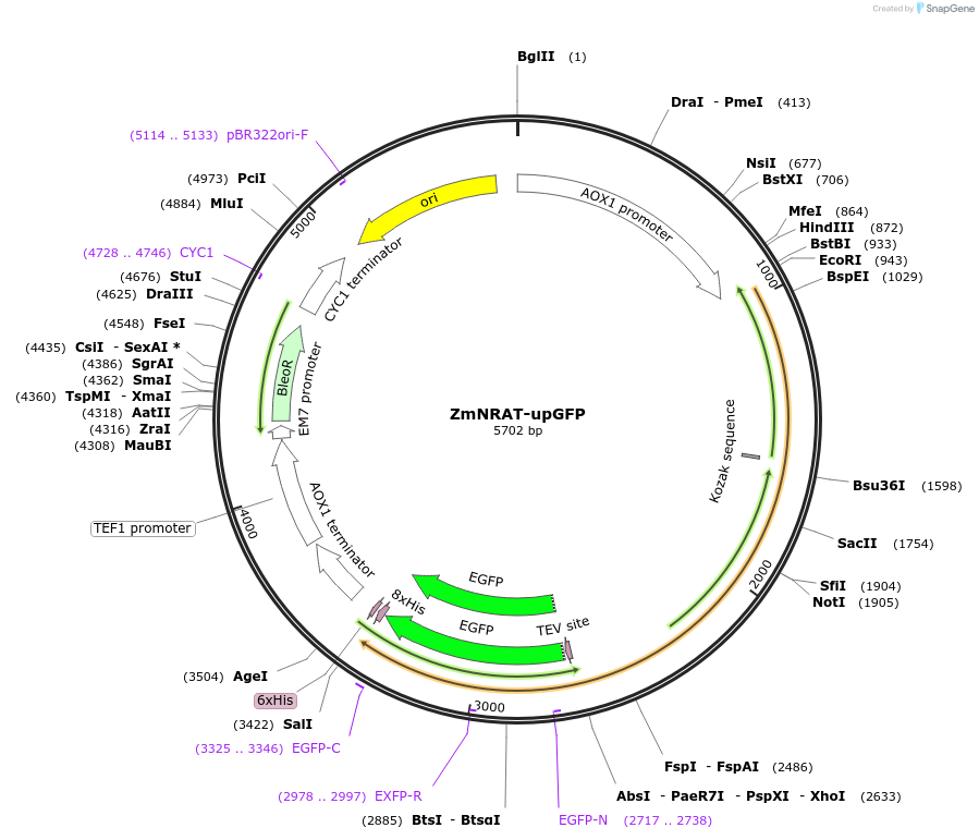 117865-plasmid-map-sequence-id-231298