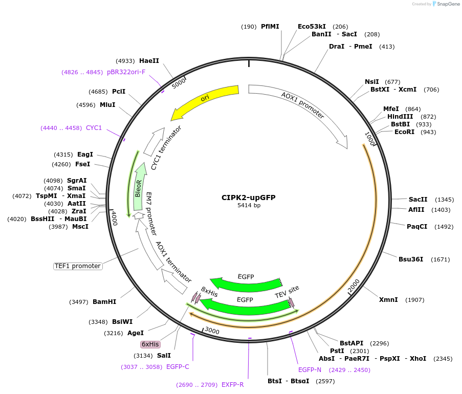 117863-plasmid-map-sequence-id-231299