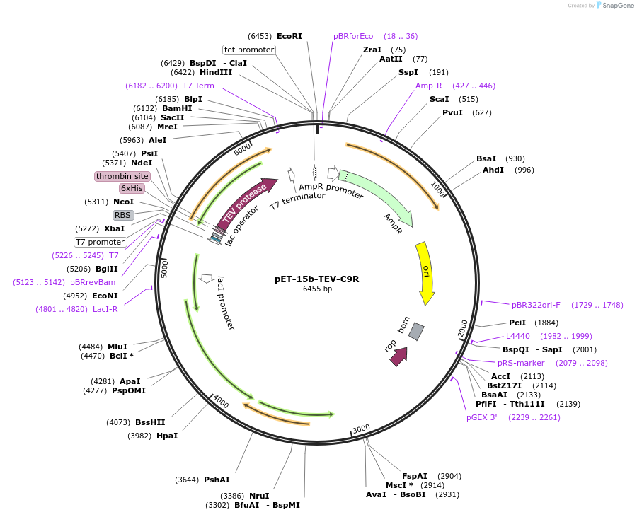 118754-plasmid-map-sequence-id-231300