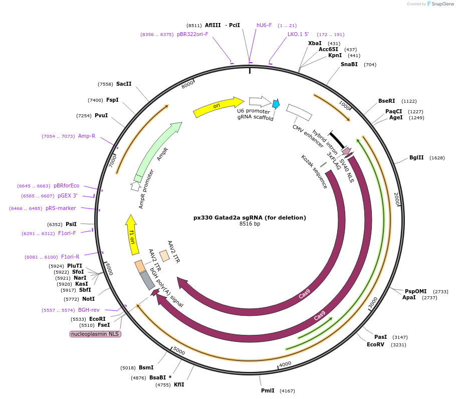 110814-plasmid-map-sequence-id-231312
