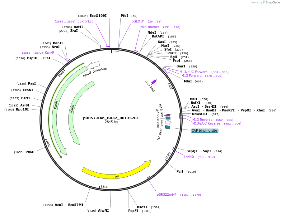 121258-plasmid-map-sequence-id-231323