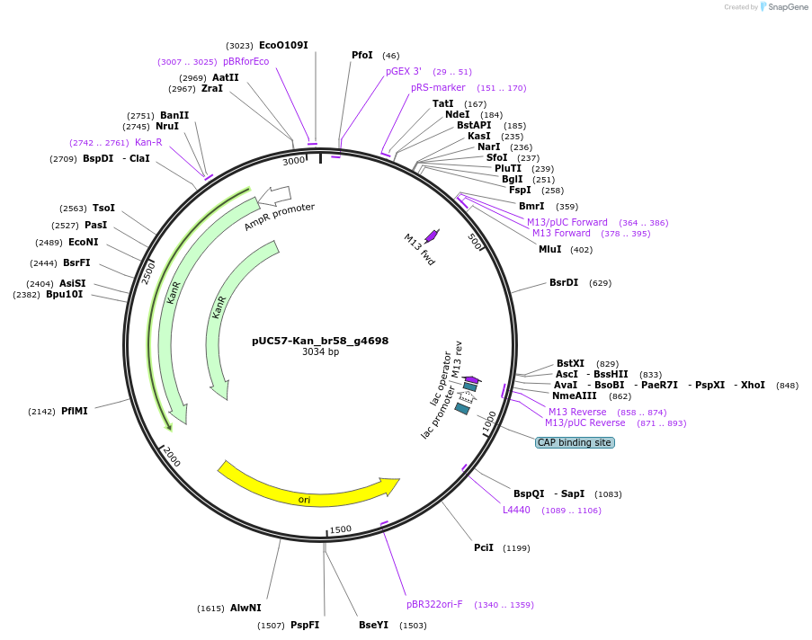 121275-plasmid-map-sequence-id-231340