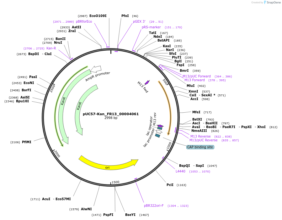 121292-plasmid-map-sequence-id-231361