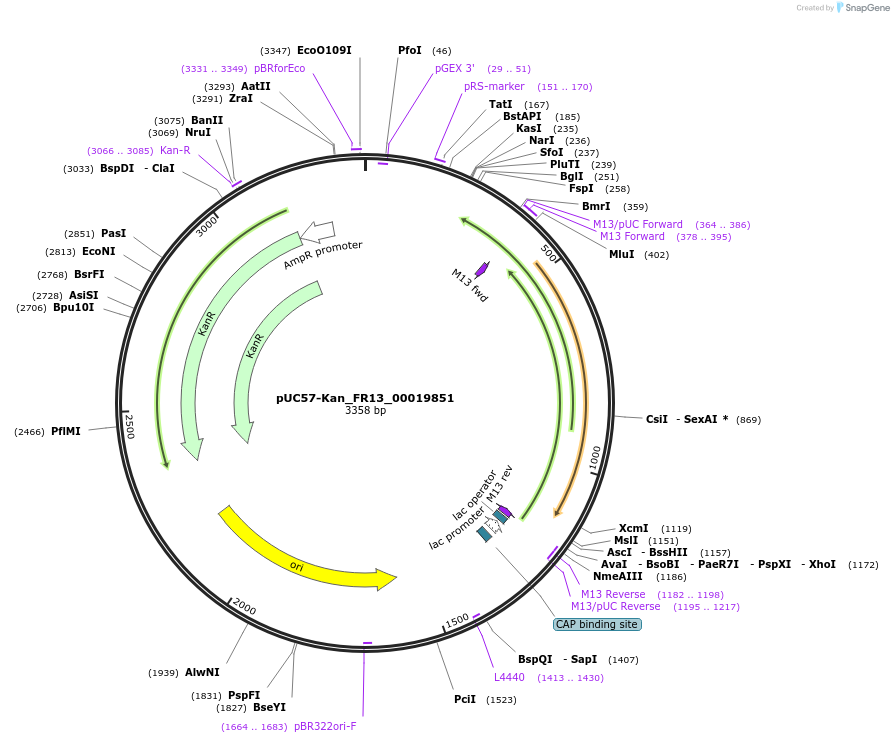 121294-plasmid-map-sequence-id-231363